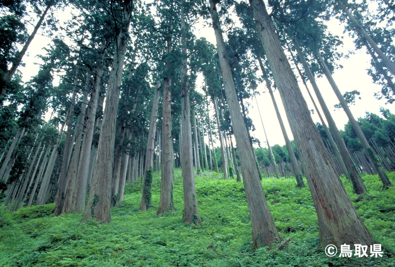 こだわりの原木水に強い鳥取県産智頭杉